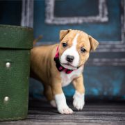 JUNIPER BERRY American Heart vel. Aldonka