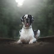 BEST CHOICE L'Odo Harmypatz