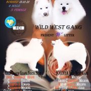 Gold Charm Graph North Star