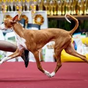 Antitheus A little bit of magic Zecora 