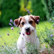 RARE DIAMOND Cookie Land FCI 