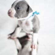 MOON DOT Zealous Heart 