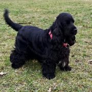 Adara ze Srebrnego Brzegu