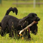 Adara ze Srebrnego Brzegu 4