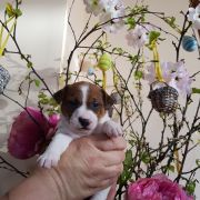 Ayama Winged Guardians FCI