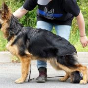 Rosalie vom Haus Gutorov