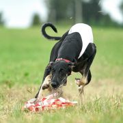 Borzomir Basel Akmal