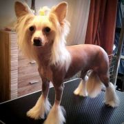 Adele Calme Insolite Familier