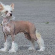 Adele Calme Insolite Familier 2