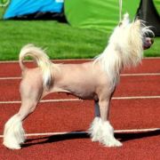 Adele Calme Insolite Familier 3