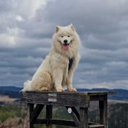 SAMSON MIGHTY STAR Silver from the North FCI 