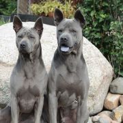 Adi Lasy Preczowskie 2