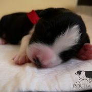 ADMIRED AKRON Estrella Abiraf - ZAREZERWOWANY