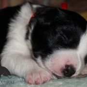 ADMIRED AKRON Estrella Abiraf - ZAREZERWOWANY