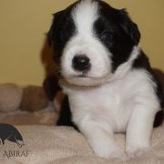 ADMIRED AKRON Estrella Abiraf - ZAREZERWOWANY