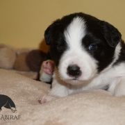 ADMIRED AKRON Estrella Abiraf - ZAREZERWOWANY