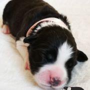 ADORABLE AURORA Estrrlla Abiraf - ZAREZERWOWANA