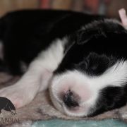 ADORABLE AURORA Estrrlla Abiraf - ZAREZERWOWANA