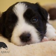 ADORABLE AURORA Estrrlla Abiraf - ZAREZERWOWANA