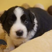 ADORABLE AURORA Estrrlla Abiraf - ZAREZERWOWANA