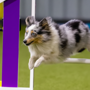 Brita Iz Piterskikh Volkov