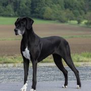Calluna Hebargo - Great Dane 