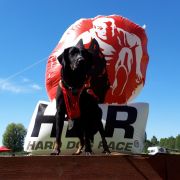 LLYS DON Astra Canina