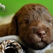 ROSETTE Diamond Lamb