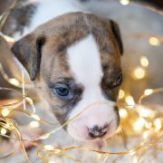 TWEETY Because of Crazy Time 