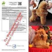 Ocharovanie Doma Romanocyh Radomir 