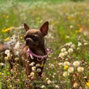 Toffi Brawn iz Strany Kroshek