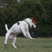 GRAFSTVO KO*LAR Vlastelin 