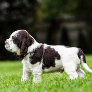 AEGON House of The Shaggy Dogs FCI 