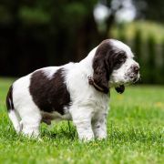 AEGON House of The Shaggy Dogs FCI 