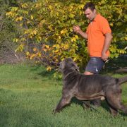 кани античи дель мондо мачедоне