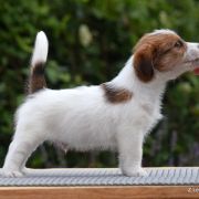 Z Ledulandu TIMEMASTER