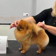 DRACON iz Sytnogo Dvora