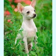 CANDY MOUSSE KIEVSKIY BEST