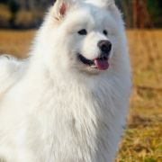 NABU Powiew Północy FCI 