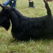 AFERA Small Dragon 2