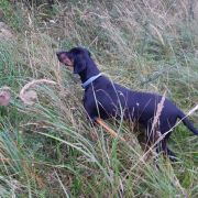 Hexa Sfora Alicji FCI