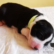 AFLAME ALVARADO Estrella Abiraf - ZAREZERWOWANY