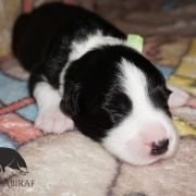 AFLAME ALVARADO Estrella Abiraf - ZAREZERWOWANY