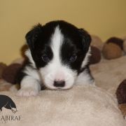 AFLAME ALVARADO Estrella Abiraf - ZAREZERWOWANY