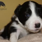 AFLAME ALVARADO Estrella Abiraf - ZAREZERWOWANY