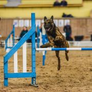 Agar Rayo De Sol Per Bene 4