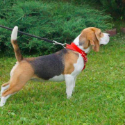 AGATHA Spotted Puppies FCI