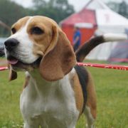 AGATHA Spotted Puppies FCI 2