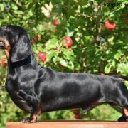 AGENT 007 Nes Gwadiana (FCI) 2