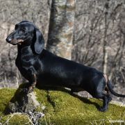 AGENT 007 Nes Gwadiana (FCI) 3